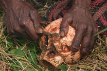 Sweet potato peeled by Dani woman with cut fingers