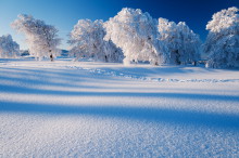 Frozen Trees