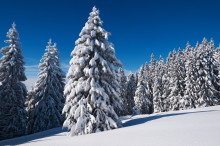 snow covered trees in the black forest