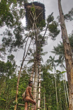 Korowai men on ladder of tree house, West Papua