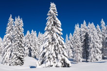 snow covered trees in the black forest