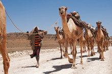 salt caravan in the Danakil depression