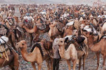 preparing the salt caravan for another long day of walking in th
