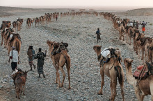 preparing the salt caravan for another long day of walking in th