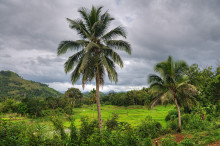 rice paddies, Madagascar