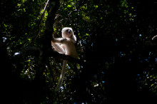 Silky Sifaka lemur
