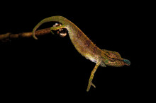 blue nose chameleon, Marojejy national park, Madagascar