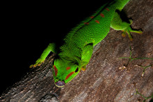 Madagascar day gecko, Cap Est, Madagascar