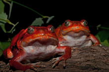 tomato frog, Maroantsetra, Madagascar