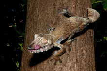 Giant leaf-tailed gecko, Nosy Mangabe, Madagascar