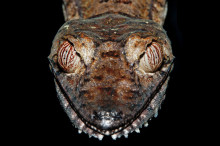 Giant leaf-tailed gecko, Nosy Mangabe, Madagascar