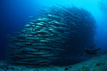 Huge school of blackfin Barracuda,  north east Kalimantan, Borneo