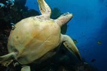 Sea Turtle at Pulau Bunaken, Sulawesi, Indonesia