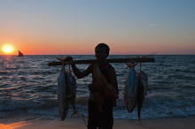 fisher man loaded with fish, Mahajanga, Madagascar