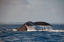 humpback whale