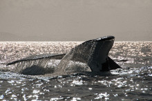 humpback whale