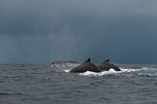 humpback whale