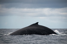 humpback whale