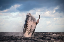 humpback whale