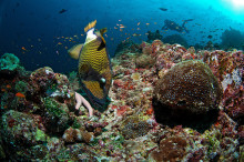 diving at Pulau Weh