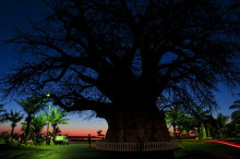 huge Baobab, Madagascar