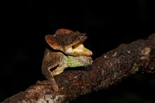 Amber chameleon, montagne d'Ambre, Madagascar