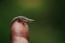 pigmy leaf chameleon, montagne d'Ambre, Madagascar