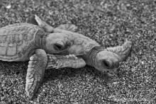 DSC_3220 bw_1024