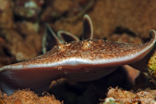 UWA_6761_1024